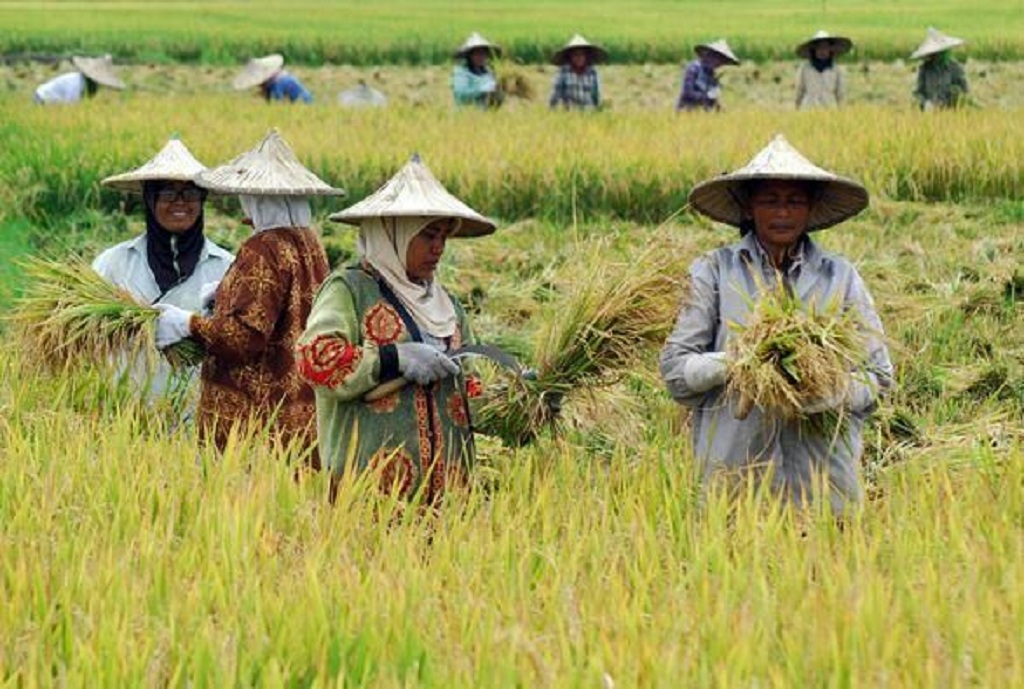 Panen Bersama Anggota Kelompok